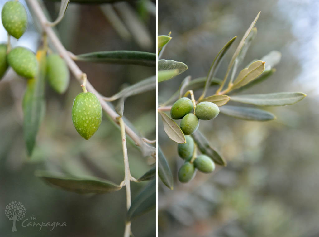 olive 1024x760 (2)