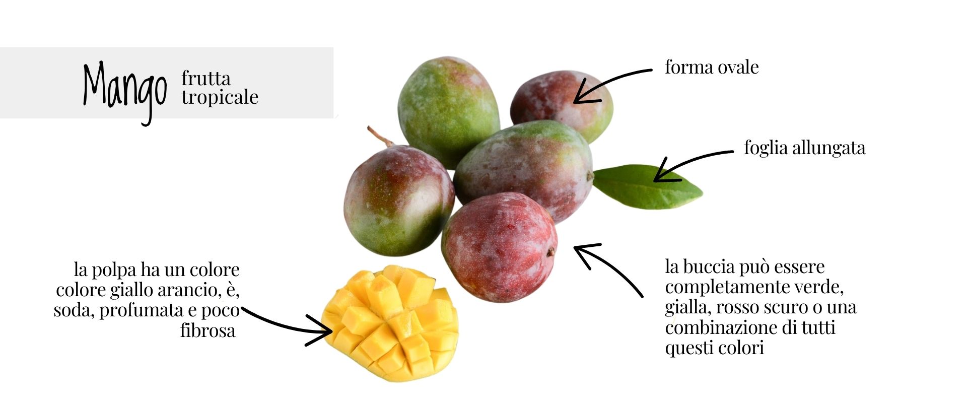 Mango: uno dei frutti tropicali più amati