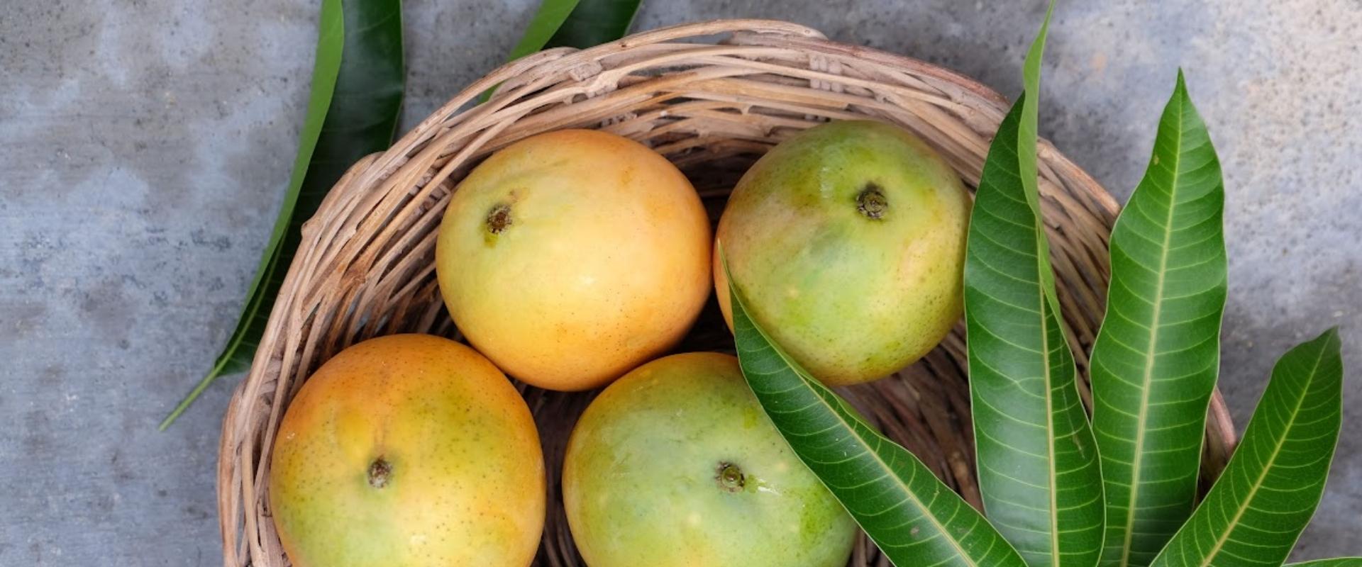 Sadzenie mango z pestki – krok po kroku!