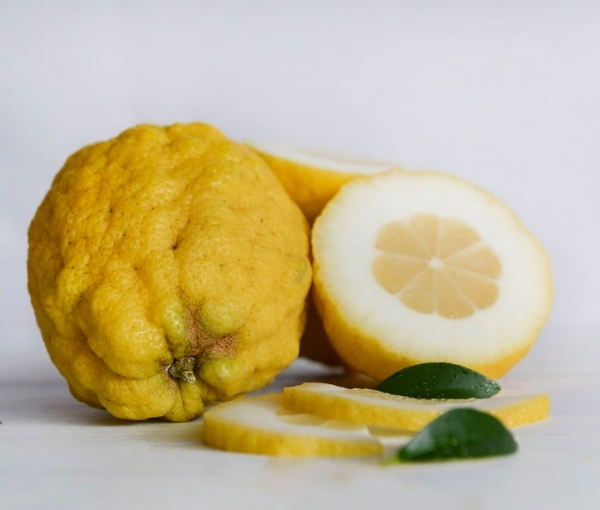 Cedro origini, caratteristiche e ricette Blog InCampagna