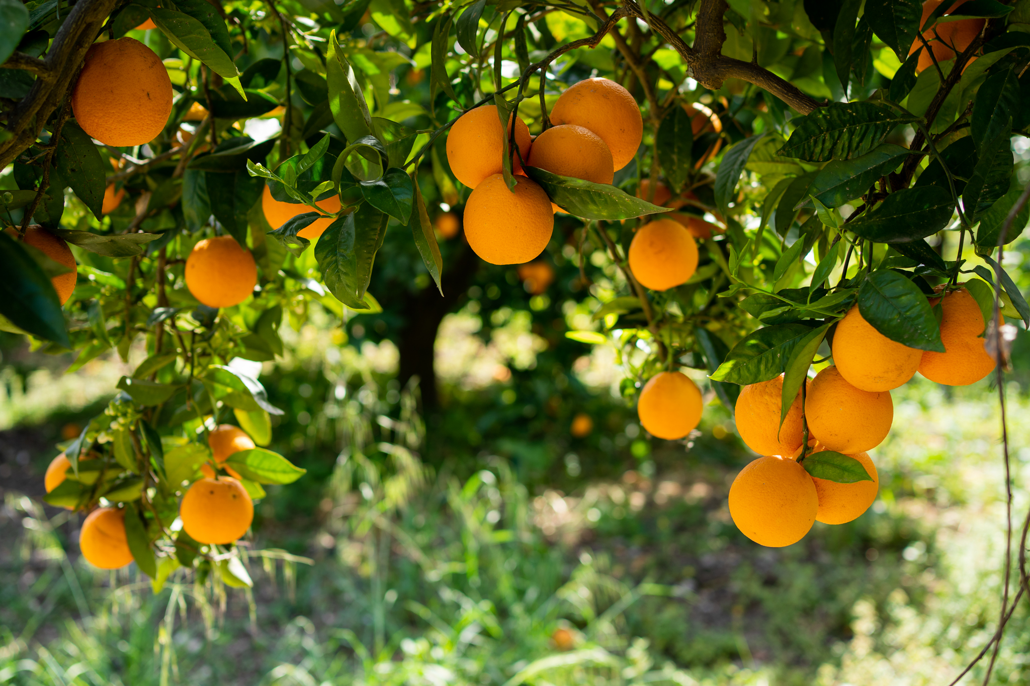 Arancia Navelina caratteristiche e proprietà Blog InCampagna