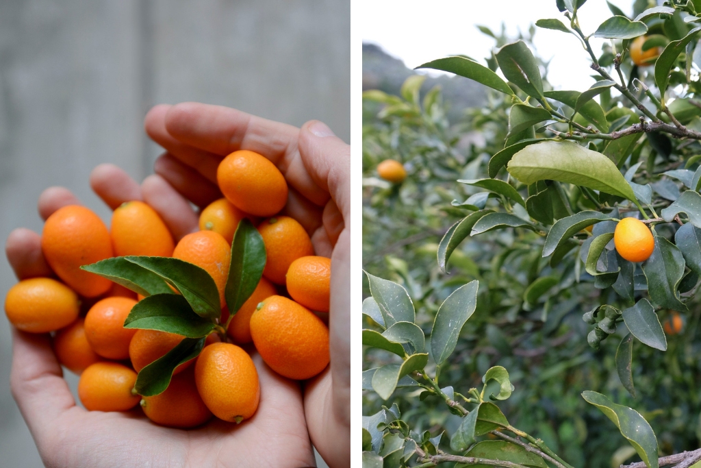kumquat sicilia